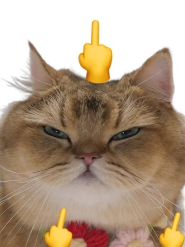 meme ngón giữa 18