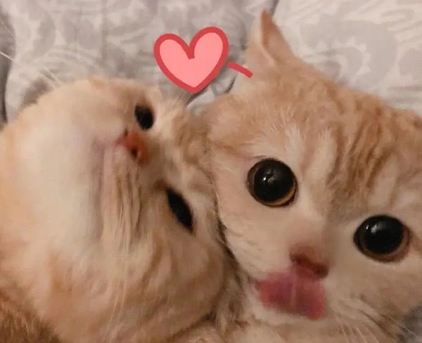 kiss meme 26