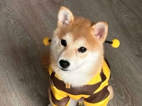 meme Shiba (10)