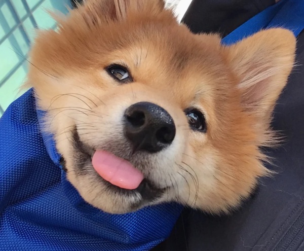 meme Shiba (12)