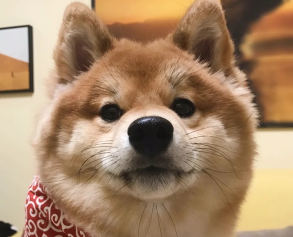 meme Shiba (13)