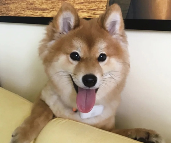 meme Shiba (14)