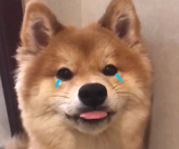 meme Shiba (15)