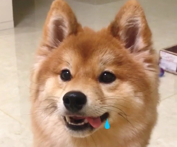 meme Shiba (16)