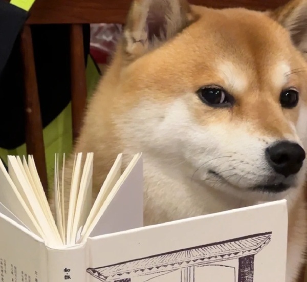 meme Shiba (18)