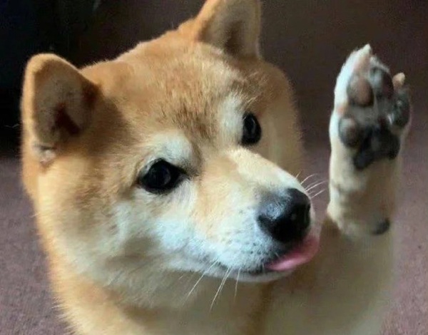 meme Shiba (2)
