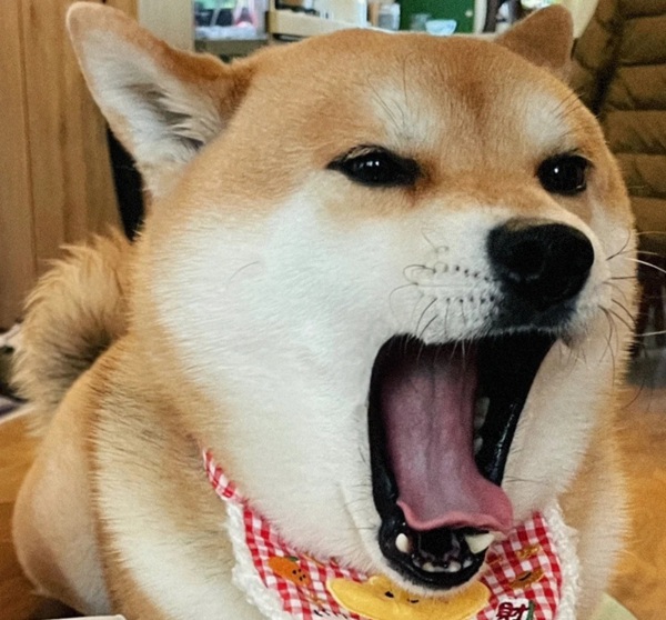 meme Shiba (20)