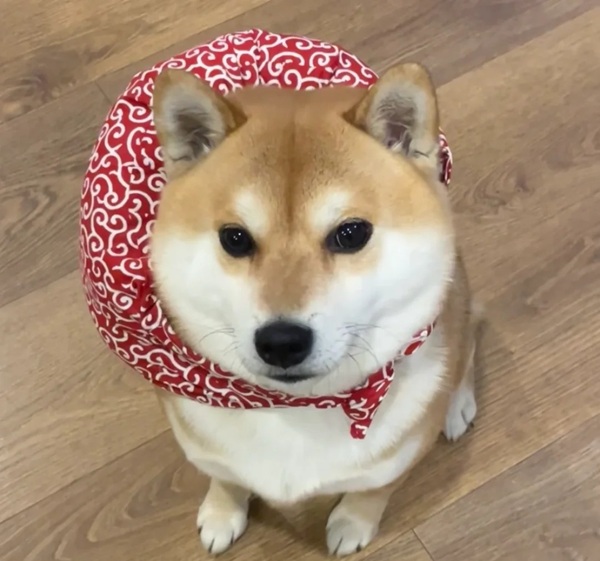 meme Shiba (21)