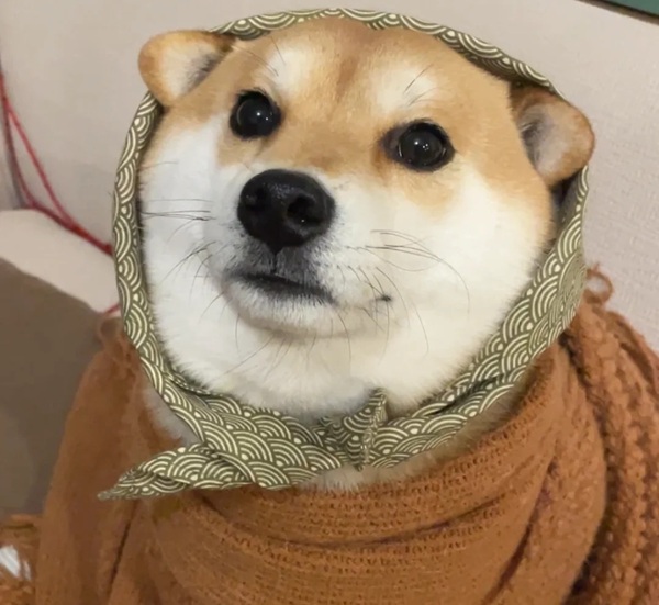 meme Shiba (22)