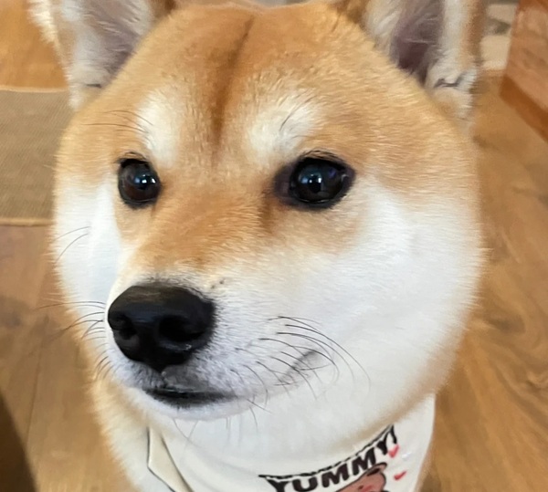meme Shiba (23)
