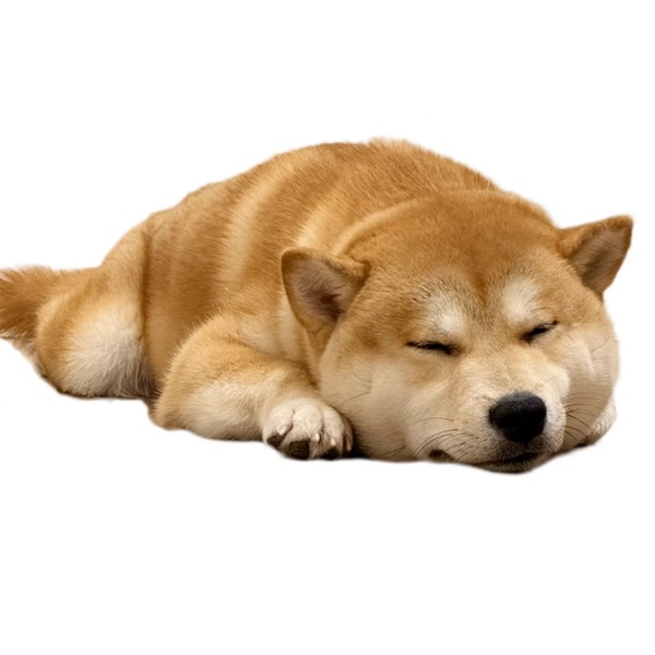 meme Shiba (24)