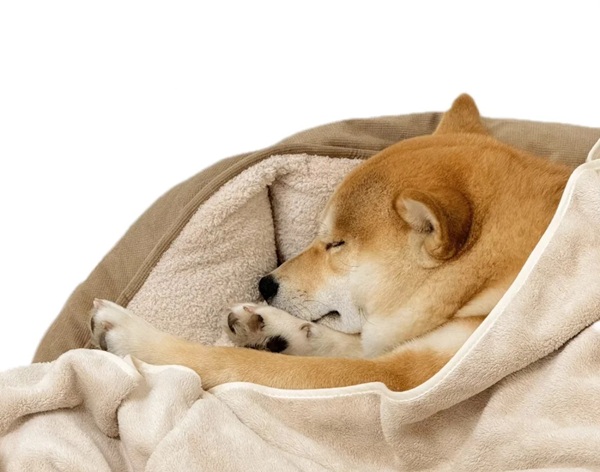 meme Shiba (25)