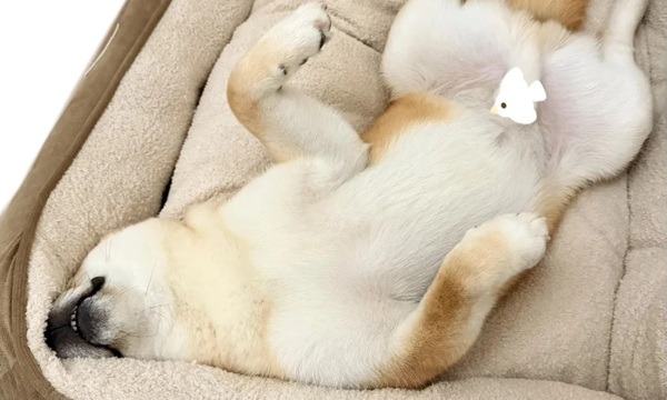 meme Shiba (26)