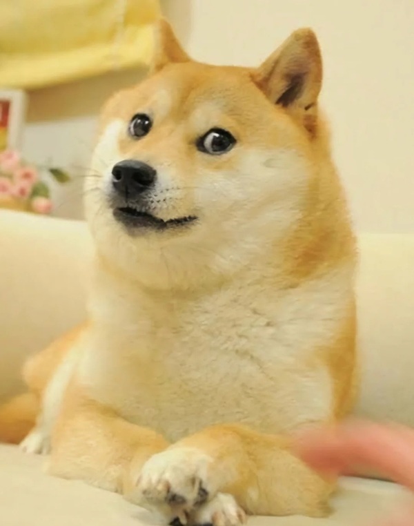 meme Shiba (28)