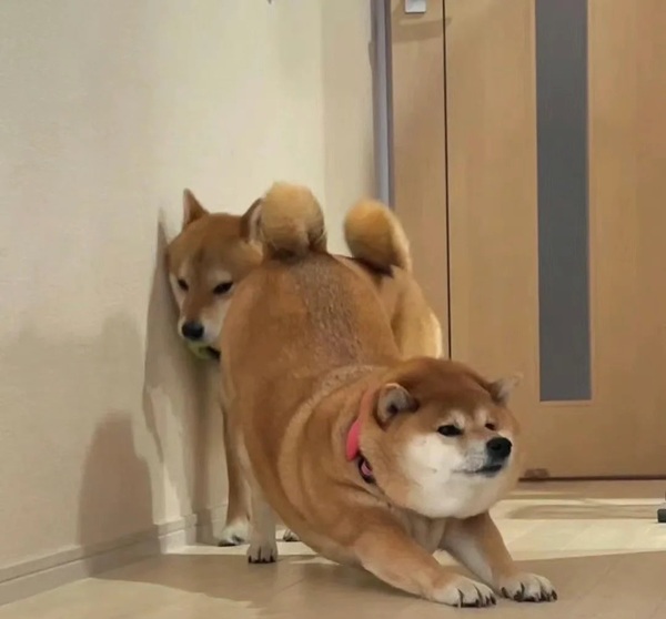 meme Shiba (3)