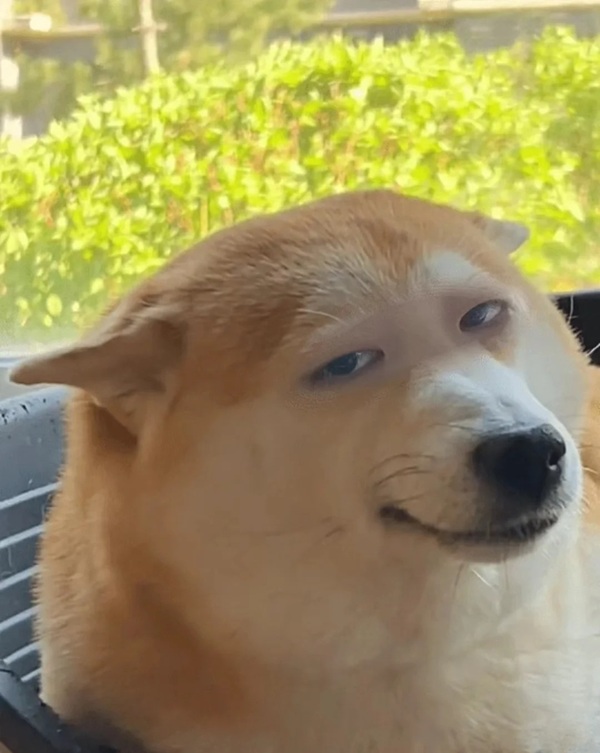 meme Shiba (30)