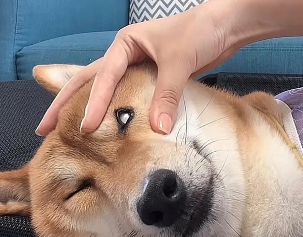 meme Shiba (31)