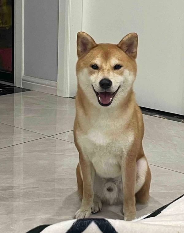 meme Shiba (33)