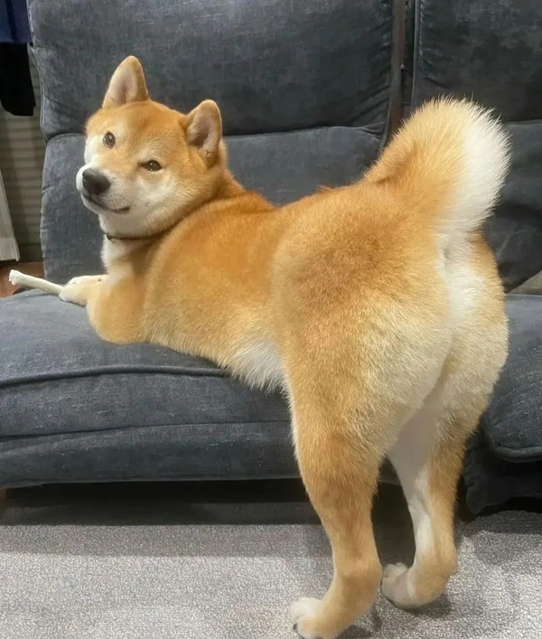 meme Shiba (34)