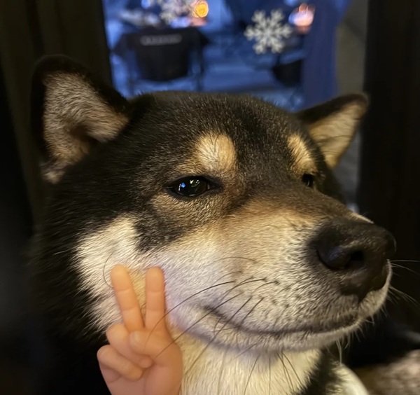 meme Shiba (35)