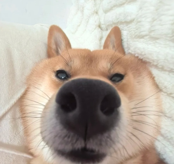 meme Shiba (36)