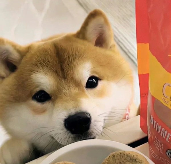 meme Shiba (37)