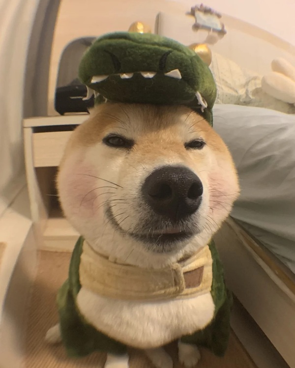 meme Shiba (38)