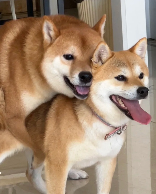 meme Shiba (39)
