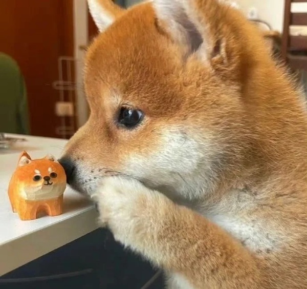 meme Shiba (4)
