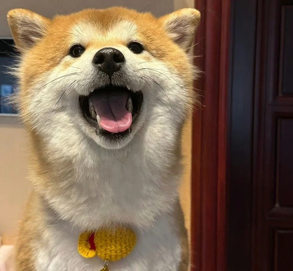 meme Shiba (40)