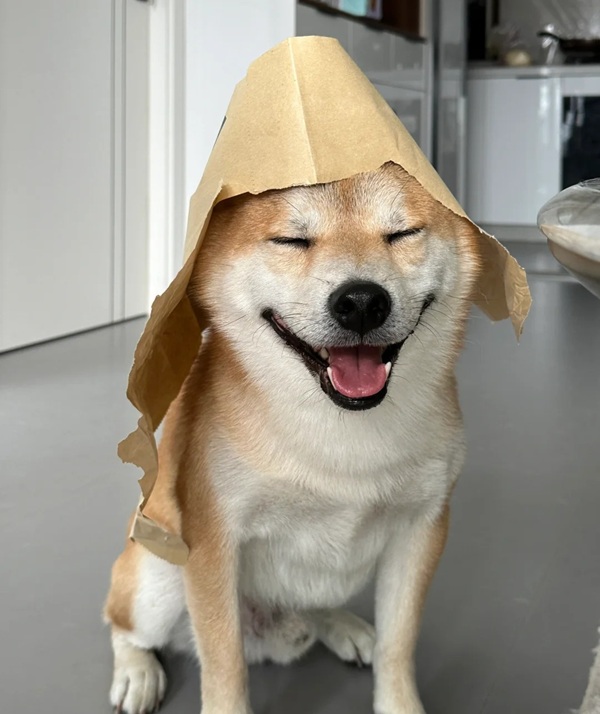 meme Shiba (41)
