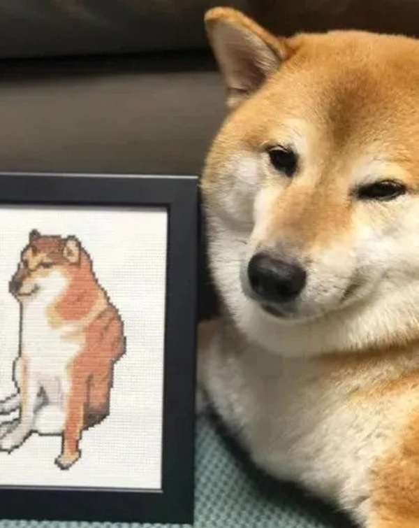 meme Shiba (42)