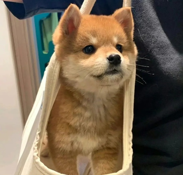 meme Shiba (5)