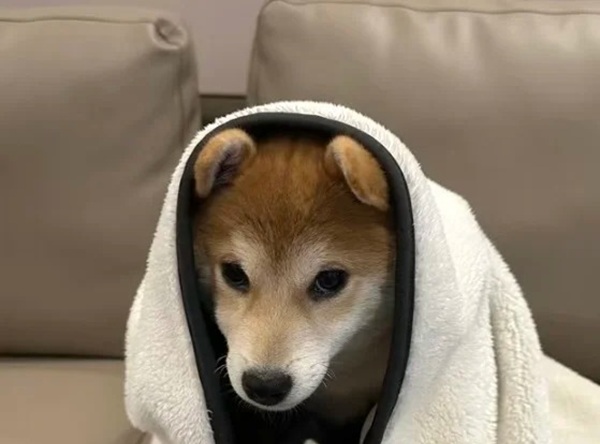 meme Shiba (9)