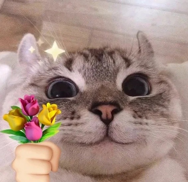 meme bất ngờ 20