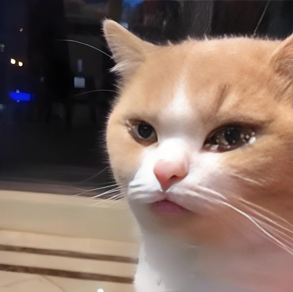 meme cảm động (17)