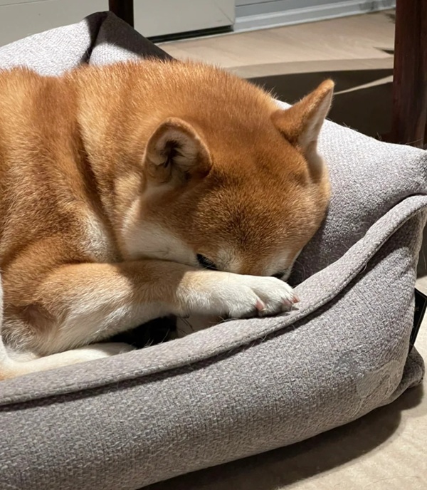 meme chó shiba