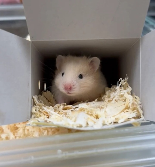 meme chuột hamster