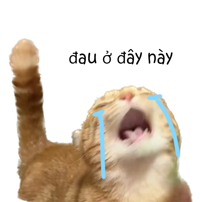meme con mèo đau ở đây này
