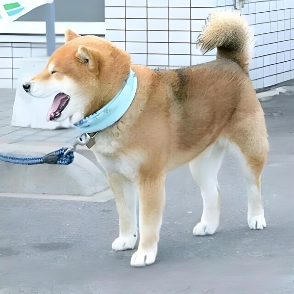 meme cười đểu 29