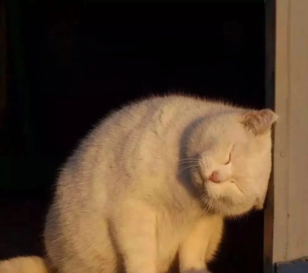 meme đau đầu 8
