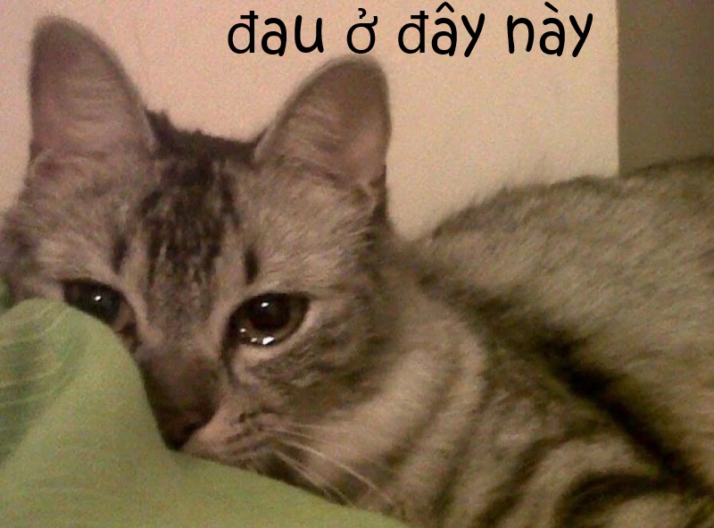 meme đau ở đây này 1