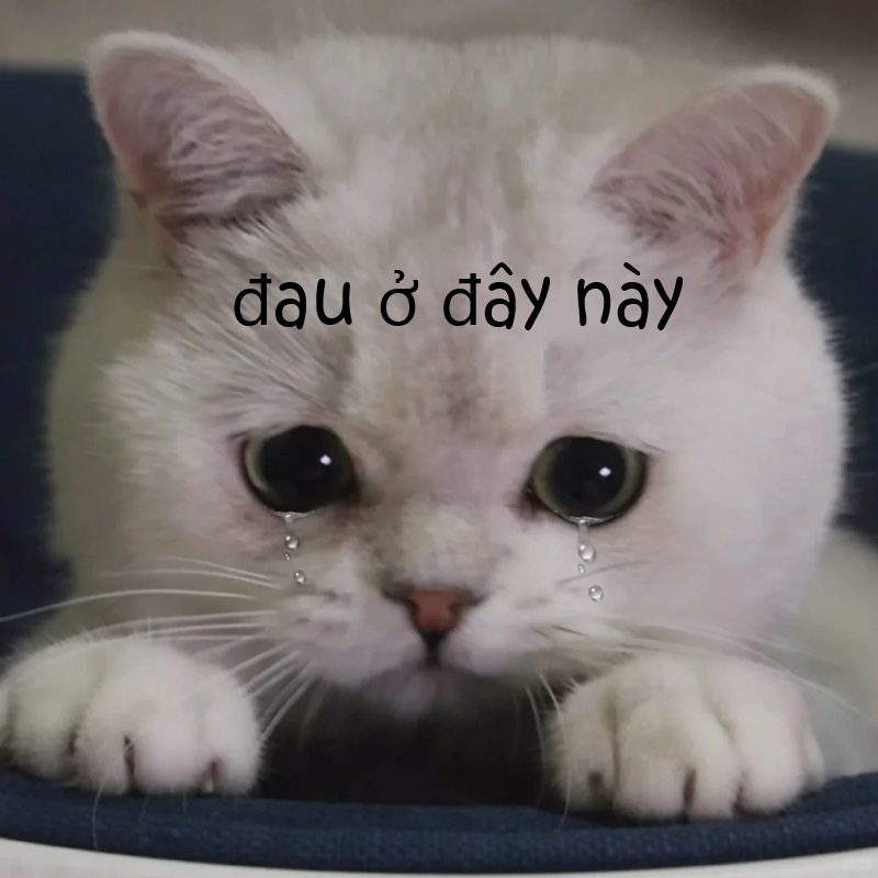 meme đau ở đây này 20