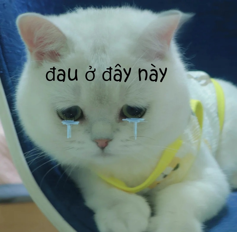 meme đau ở đây này 21