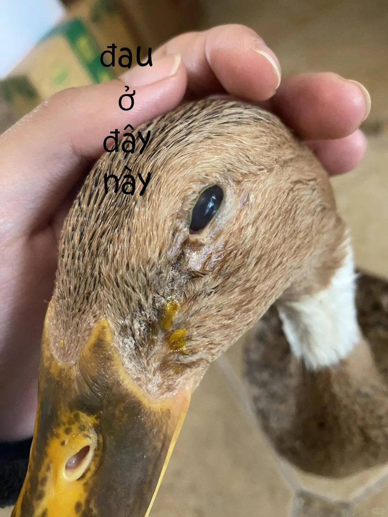 meme đau ở đây này 23