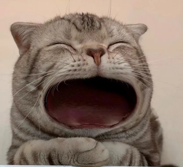 meme há mồm (1)