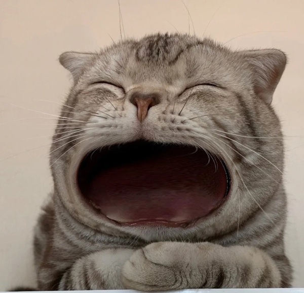 meme há mồm (17)