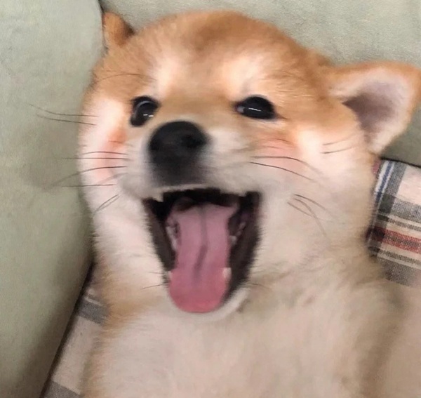 meme há mồm (25)