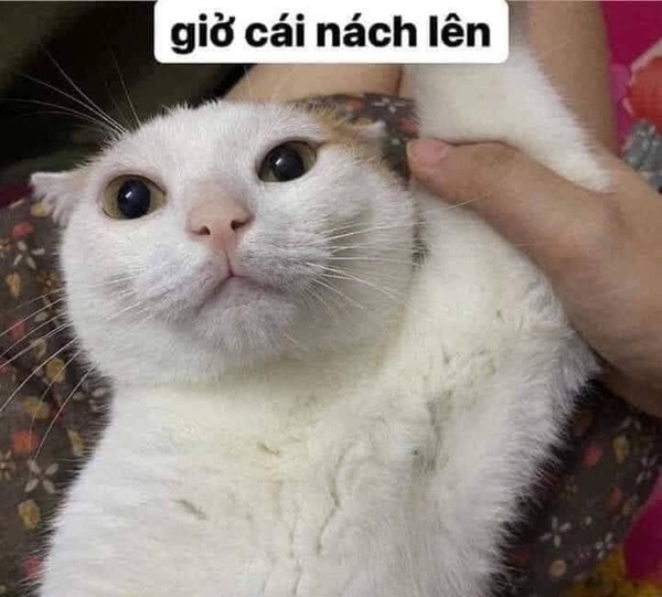 meme hài bựa 17
