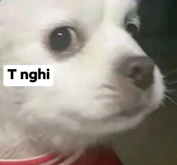 meme hài bựa 9